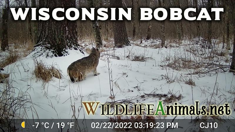 Wisconsin Bobcat under Big Pine Trees Hunting DAY 2-27-2022
