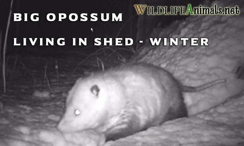 Big Opossum Living in Shed Winter Video