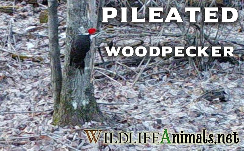 Pileated Woodpecker in Woods on Small Tree