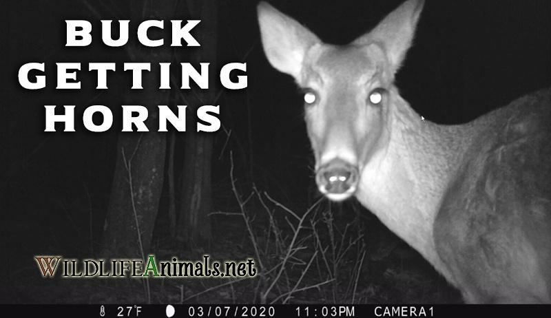 Rough looking Buck just getting Horns by Camera Video