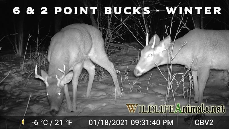 6 Point Buck PLUS 2 Pointer Winter Night 1-18-2021