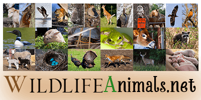 Wildlife Animals Fish