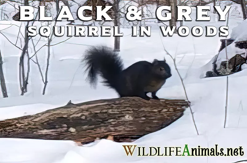 Black and Grey Squirrel In Woods