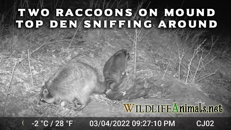 Two Raccoons Sniffing Around by TOP DEN Night 