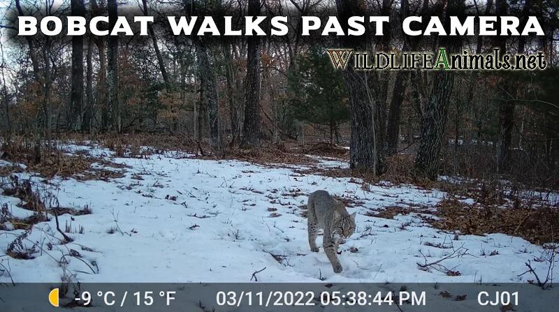 Bobcat Walking Past Trail Camera NICE Day 3 11 2022