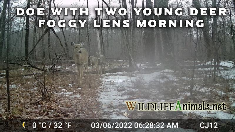Doe with Two Yearlings Foggy Lens Morning 