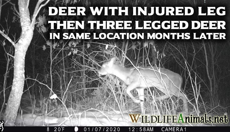 Injured Deer over Several Days AND Three Legged Deer 1 1 2020 VIDEO